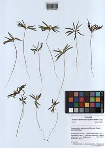 Anemone jenisseensis (Korsh.) Krylov & Steinb., Siberia, Altai & Sayany Mountains (S2) (Russia)