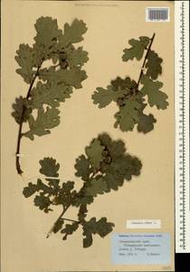 Quercus robur L., Caucasus, Stavropol Krai, Karachay-Cherkessia & Kabardino-Balkaria (K1b) (Russia)