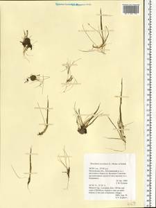 Eleocharis acicularis (L.) Roem. & Schult., Eastern Europe, Moscow region (E4a) (Russia)