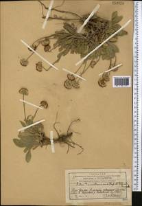 Psychrogeton cabulicus Boiss., Middle Asia, Western Tian Shan & Karatau (M3) (Kazakhstan)