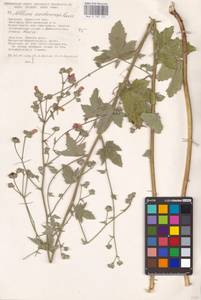 Althaea cannabina L., Eastern Europe, South Ukrainian region (E12) (Ukraine)