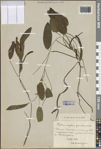 Potamogeton × fluitans Roth, Eastern Europe, Northern region (E1) (Russia)