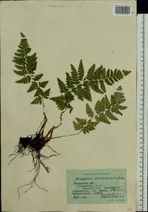 Dryopteris cristata (L.) A. Gray, Eastern Europe, Central region (E4) (Russia)
