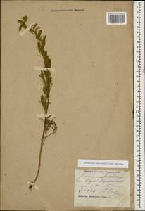 Artemisia marschalliana Spreng., Caucasus, Stavropol Krai, Karachay-Cherkessia & Kabardino-Balkaria (K1b) (Russia)
