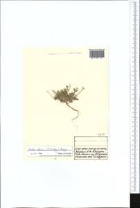 Draba altaica (C. A. Mey.) Bunge, Middle Asia, Northern & Central Tian Shan (M4) (Kyrgyzstan)