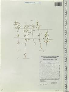 Stellaria longifolia (Regel) Muhl. ex Willd., Siberia, Russian Far East (S6) (Russia)