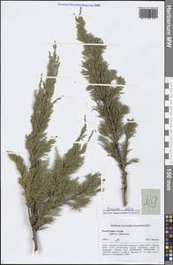 Juniperus sabina L., Siberia, Altai & Sayany Mountains (S2) (Russia)