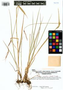 Elymus gmelinii (Trin.) Tzvelev, Siberia, Baikal & Transbaikal region (S4) (Russia)