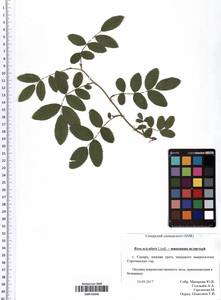 Rosa acicularis Lindl., Eastern Europe, Middle Volga region (E8) (Russia)