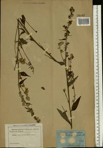 Verbascum lychnitis L., Eastern Europe, South Ukrainian region (E12) (Ukraine)