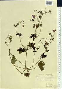 Geranium wlassovianum Fisch. ex Link, Siberia, Russian Far East (S6) (Russia)