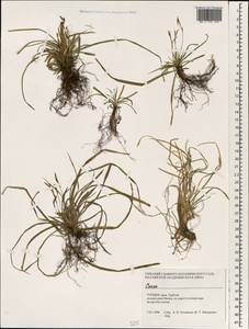 Carex, South Asia, South Asia (Asia outside ex-Soviet states and Mongolia) (ASIA) (Turkey)