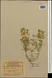 Meniocus linifolius (Stephan ex Willd.) DC., Caucasus, Azerbaijan (K6) (Azerbaijan)