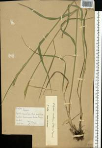 Elymus uralensis (Nevski) Tzvelev, Eastern Europe, Eastern region (E10) (Russia)