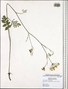 Pimpinella saxifraga L., Eastern Europe, Central region (E4) (Russia)