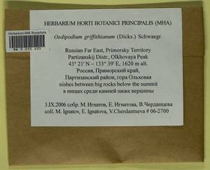 Oedipodium griffithianum (Dicks.) Schwägr., Bryophytes, Bryophytes - Russian Far East (excl. Chukotka & Kamchatka) (B20) (Russia)