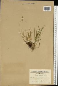 Carex oederi var. oederi, Eastern Europe, South Ukrainian region (E12) (Ukraine)