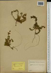 Bassia laniflora (S. G. Gmel.) A. J. Scott, Eastern Europe, Central forest-and-steppe region (E6) (Russia)