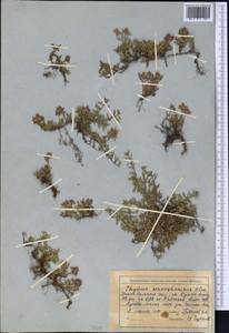 Thymus seravschanicus Klokov, Middle Asia, Northern & Central Tian Shan (M4) (Kyrgyzstan)