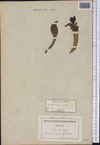 Symplocarpus foetidus (L.) Salisb. ex W.P.C.Barton, America (AMER) (United States)