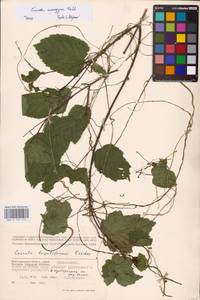 Cuscuta monogyna Vahl, Eastern Europe, Lower Volga region (E9) (Russia)