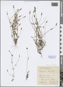 Comastoma tenellum (Rottb.) Toyok., Siberia, Chukotka & Kamchatka (S7) (Russia)