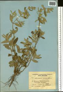 Marrubium peregrinum L., Eastern Europe, Moldova (E13a) (Moldova)