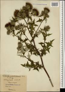 Cirsium adjaricum Sommier & Lév., Caucasus, Abkhazia (K4a) (Abkhazia)