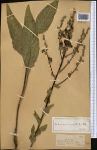 Verbascum marschallianum Ivanina & Tzvelev, Middle Asia, Dzungarian Alatau & Tarbagatai (M5) (Kazakhstan)
