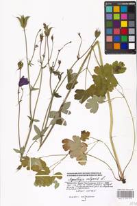 Aquilegia vulgaris L., Eastern Europe, Moscow region (E4a) (Russia)