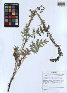 Artemisia laciniata Willd., Siberia, Altai & Sayany Mountains (S2) (Russia)