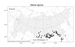 Silene aprica Turcz. ex Fisch. & C. A. Mey., Atlas of the Russian Flora (FLORUS) (Russia)