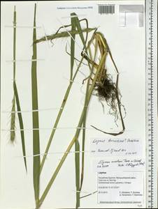 Elymus dahuricus Griseb., Siberia, Baikal & Transbaikal region (S4) (Russia)