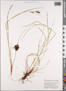 Carex eleusinoides Turcz. ex Kunth, Siberia, Russian Far East (S6) (Russia)