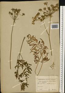 Silphiodaucus prutenicus subsp. prutenicus, Eastern Europe, Moscow region (E4a) (Russia)