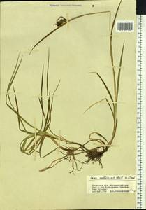 Carex mollissima Christ ex Scheutz, Siberia, Baikal & Transbaikal region (S4) (Russia)
