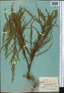 Artemisia compacta Fisch. ex Besser, Middle Asia, Western Tian Shan & Karatau (M3) (Kyrgyzstan)