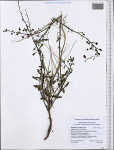Scrophularia canina subsp. bicolor (Sibth. & Sm.) Greuter, Western Europe (EUR) (Italy)