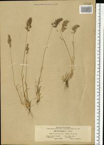Poa bulbosa L., Eastern Europe, North Ukrainian region (E11) (Ukraine)