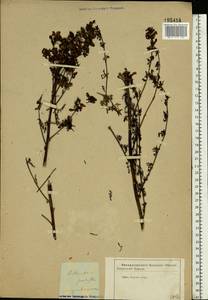 Pedicularis palustris L., Eastern Europe, Central forest-and-steppe region (E6) (Russia)