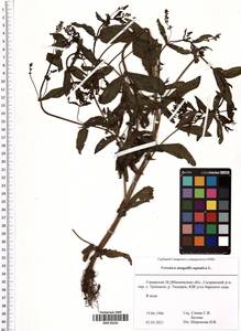Veronica anagallis-aquatica L., Eastern Europe, Middle Volga region (E8) (Russia)