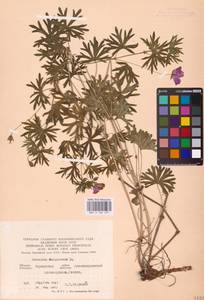 Geranium sanguineum L., Eastern Europe, South Ukrainian region (E12) (Ukraine)