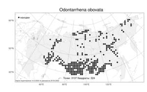 Odontarrhena obovata C. A. Mey., Atlas of the Russian Flora (FLORUS) (Russia)