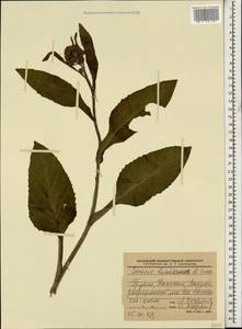 Jacobaea buschiana (Sosn.) B. Nord. & Greuter, Caucasus, Georgia (K4) (Georgia)