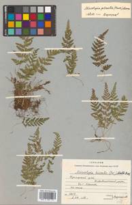 Sitobolium hirsutum (Sw.) L. A. Triana & Sundue, Siberia, Russian Far East (S6) (Russia)