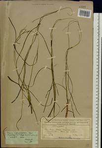 Potamogeton × sparganiifolius Laest. ex Fr., Eastern Europe, Northern region (E1) (Russia)