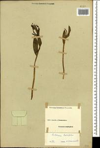 Fritillaria latifolia Willd., Caucasus (no precise locality) (K0)