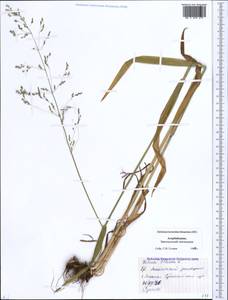 Milium effusum L., Caucasus, Azerbaijan (K6) (Azerbaijan)