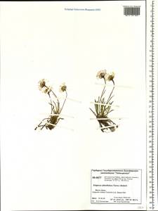 Erigeron silenifolius (Turcz. ex DC.) Botsch., Siberia, Central Siberia (S3) (Russia)