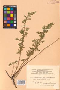 Artemisia stechmanniana Besser, Eastern Europe, Eastern region (E10) (Russia)